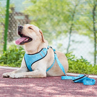 Dog Starter Kit with Harness, Leash, Bandana & Bag Carrier
